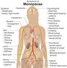 What Is The Average Age Of Perimenopause