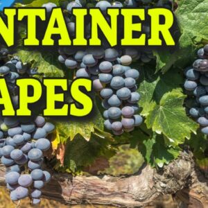 🍇GROWING GRAPES IN CONTAINERS 🍇 WHAT YOU NEED TO KNOW