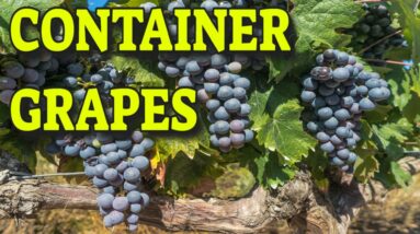 ?GROWING GRAPES IN CONTAINERS ? WHAT YOU NEED TO KNOW