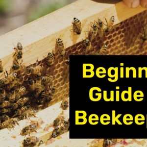 ? Beginners Guide To Beekeeping: What you need to get started