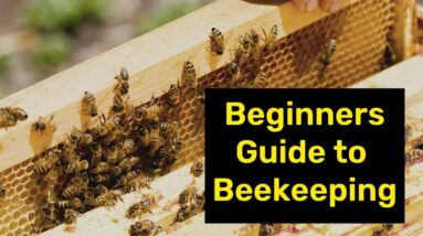 ? Beginners Guide To Beekeeping: What you need to get started