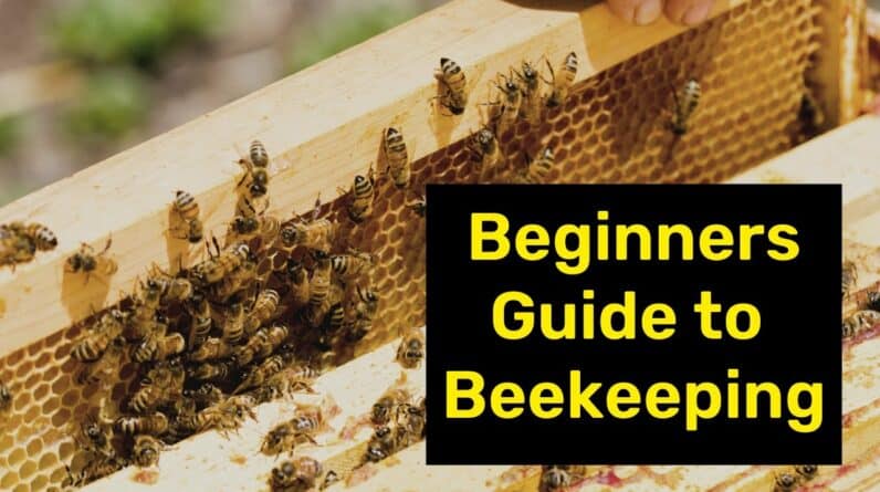 🐝 Beginners Guide To Beekeeping: What you need to get started