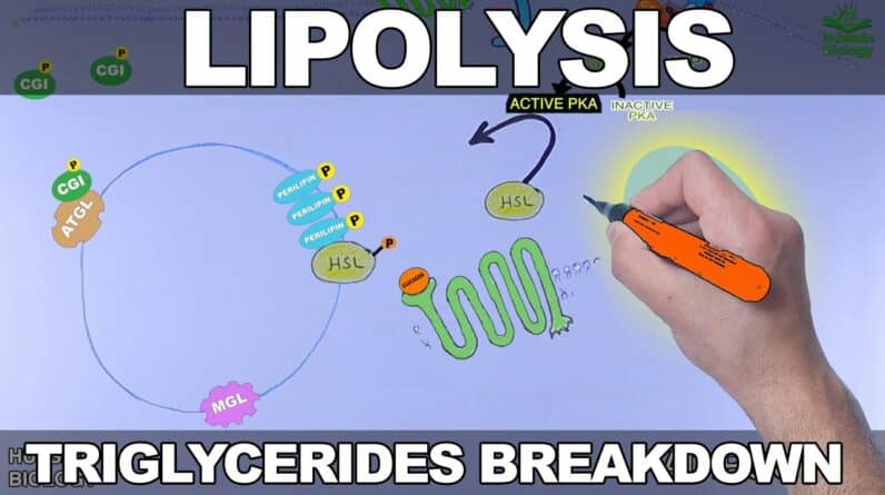 Lipolysis Pathway | Triglycerides Breakdown